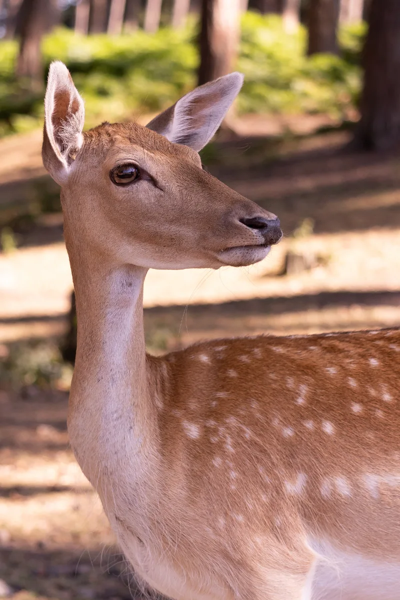 A close portrait of a fallow deer in sunlit woodland, its coat brightly dappled