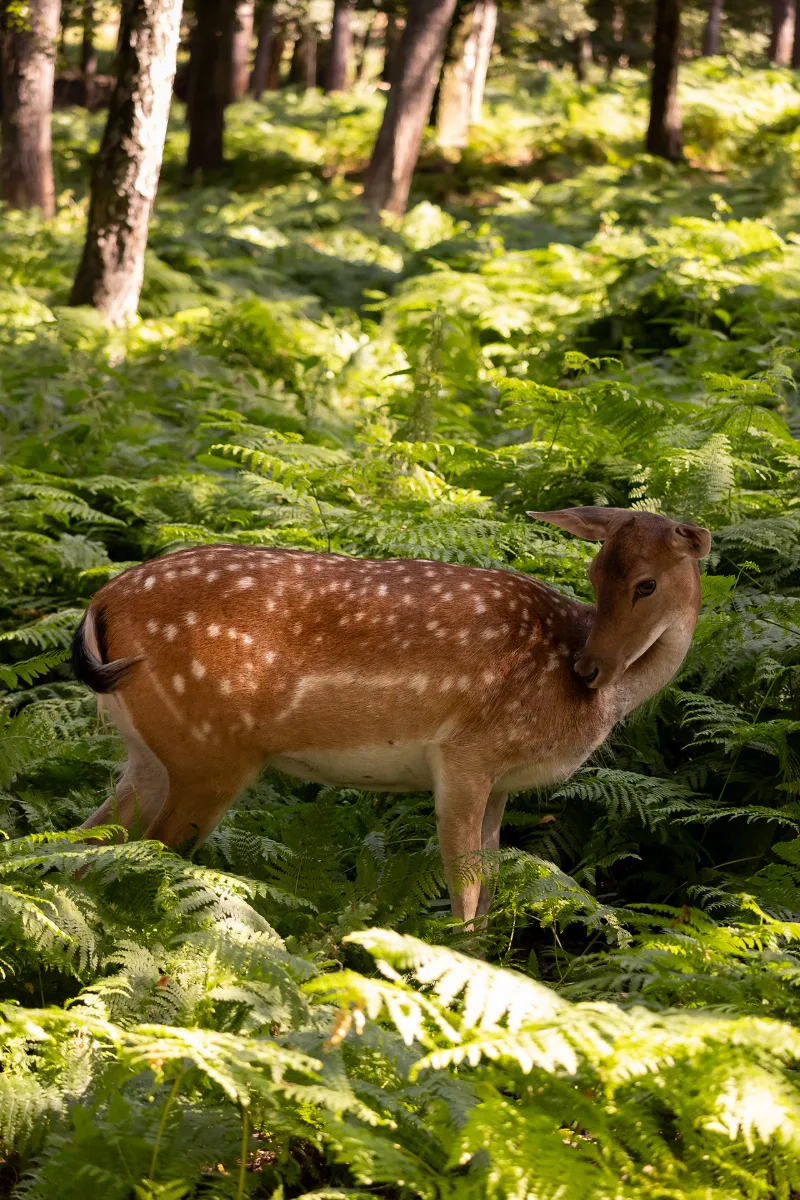 A fallow deer standing in dense green ferns, light dappling its coat