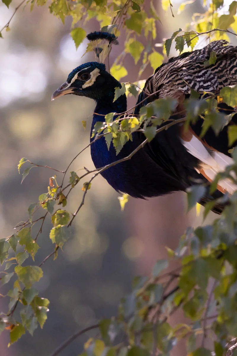 A peacock with an iridescent blue neck perched among birch branches in backlight