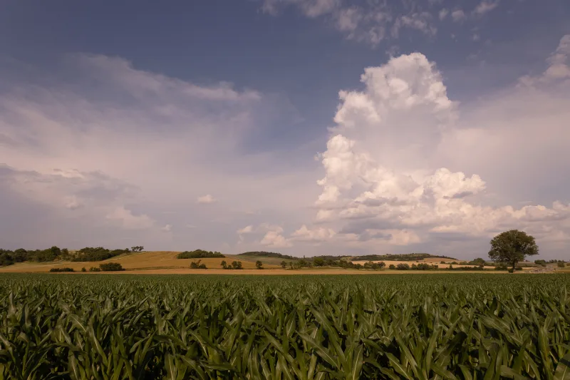 A wide landscape with a green maize field, gentle hills and building cumulus clouds