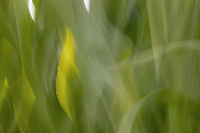 An abstract motion-blur of grasses in softly flowing green bands