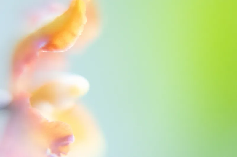 A dreamy macro of orange petals against a green-blue gradient