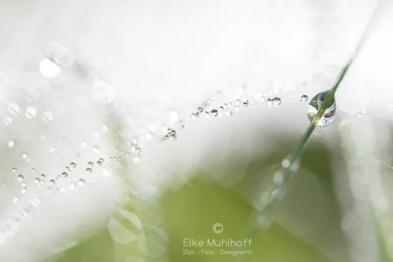 A single dandelion clock isolated against a light-blue sky in backlight
