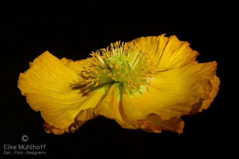 Detail of a luminous yellow poppy flower in front of a black background