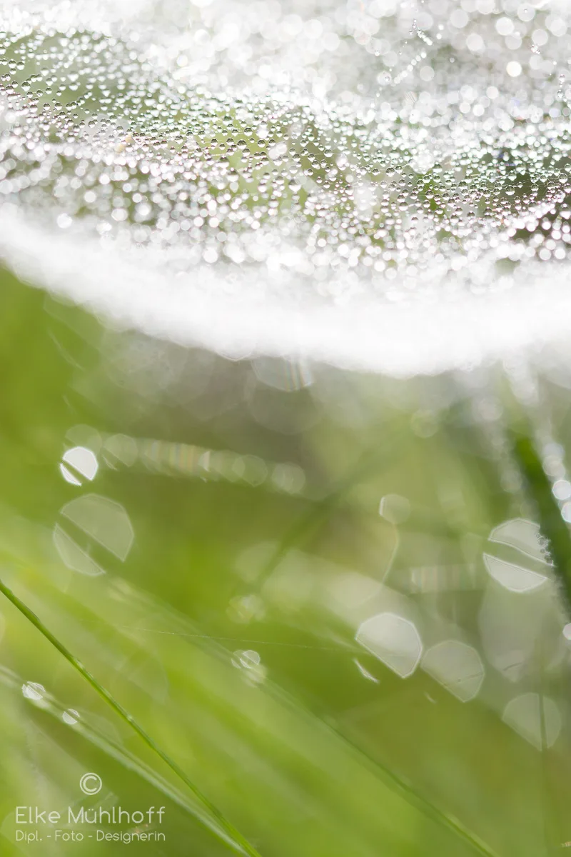A spider's web full of glistening dewdrops above green grass, with soft bokeh