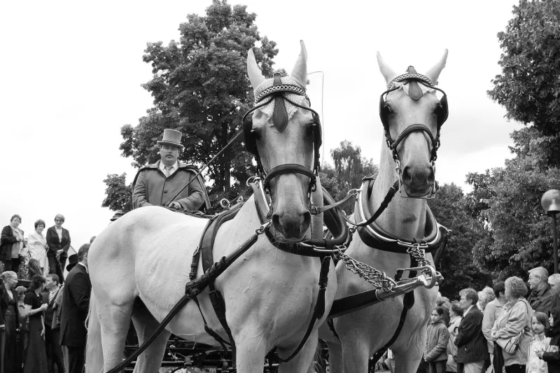 Two white horses in harness in front of the wedding carriage, the coachman in a top hat behind them (black and white)